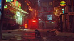 Picture of Stray