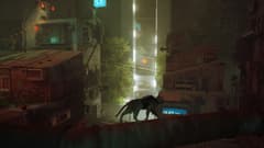 Picture of Stray