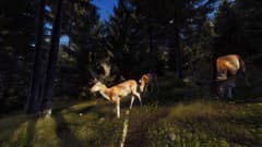 Picture of Way of the Hunter Elite Edition