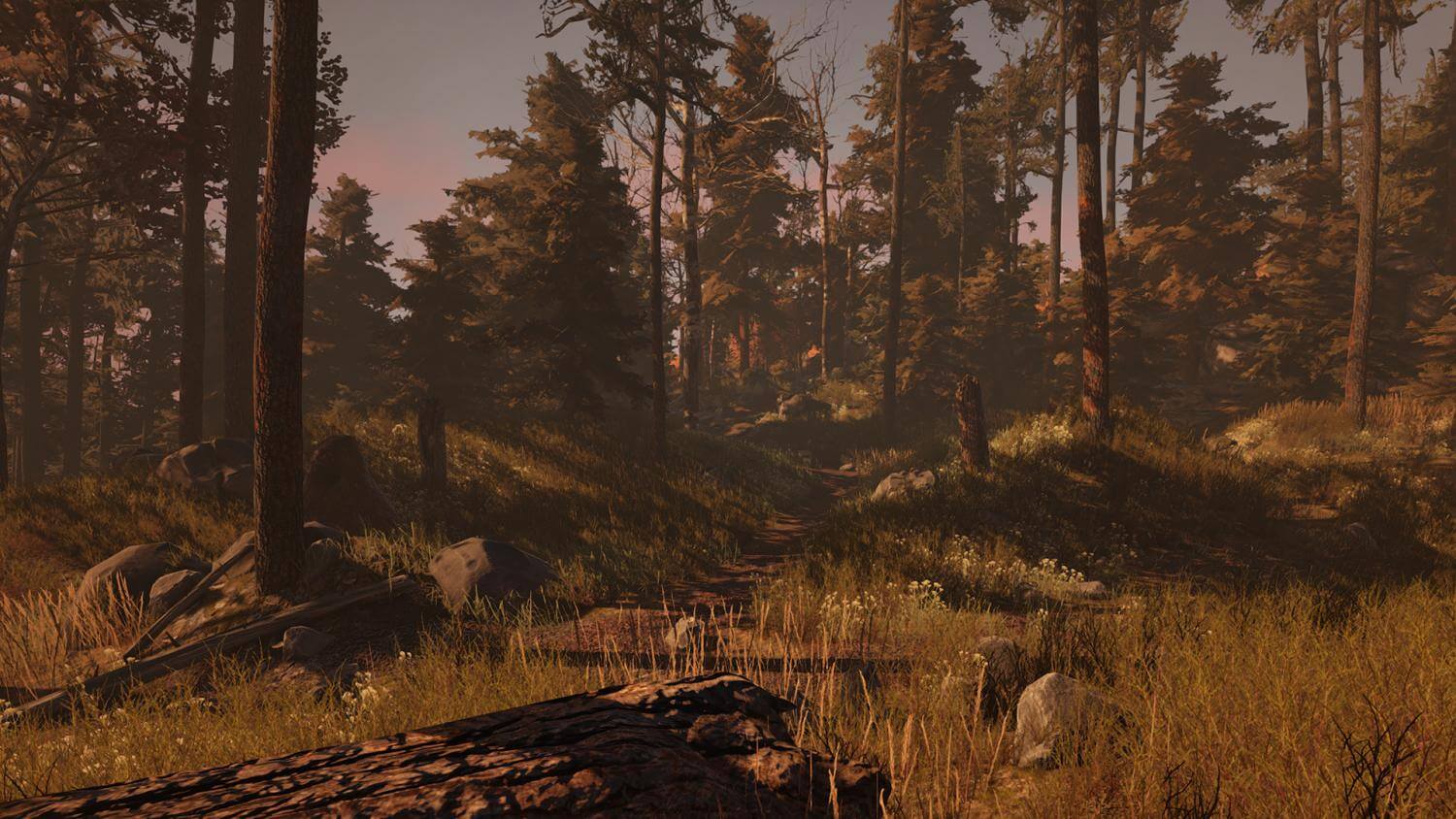 Picture of Through the Woods