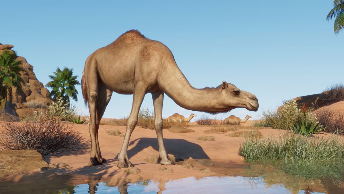 Picture of Planet Zoo: The Arid Animal Pack