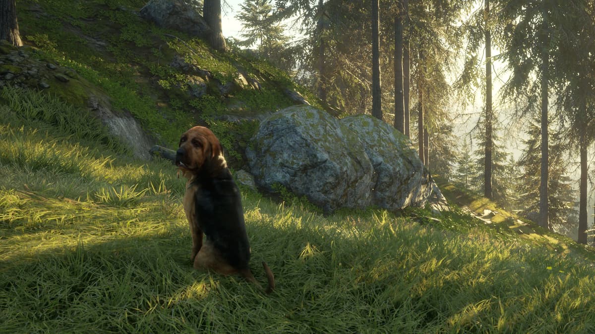 Picture of theHunter: Call of the Wild™ - Bloodhound