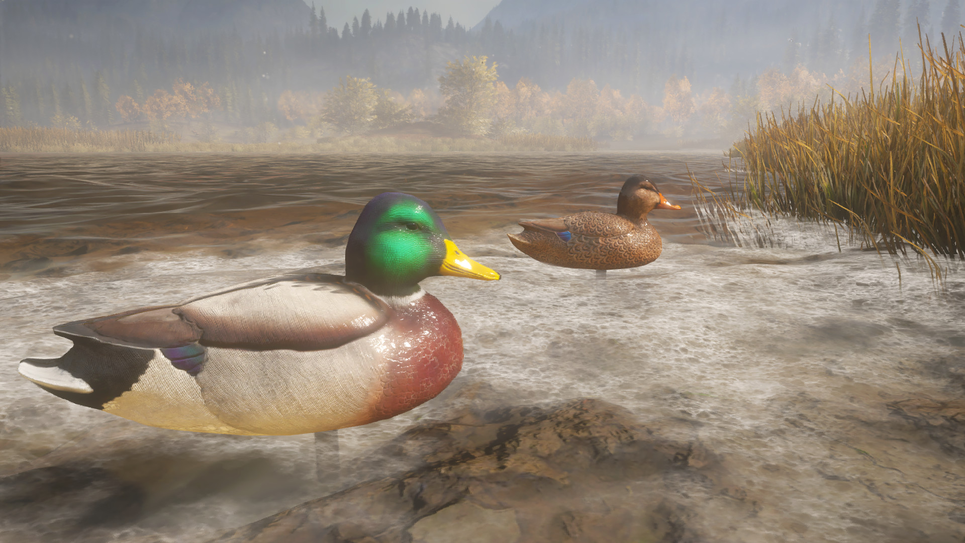 theHunter: Call of the Wild™ - Duck and Cover Pack | WW (491ba787-fe33-47ce-a95a-3e4252b68b26)